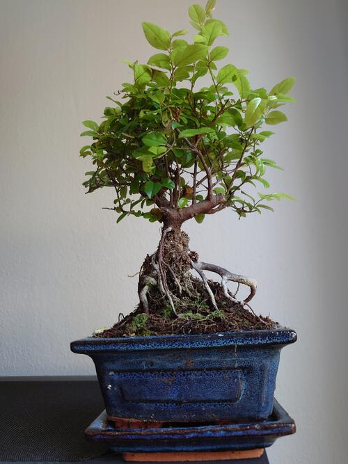 Sageretia Theezans Sweet plum Birthday Tree 2025