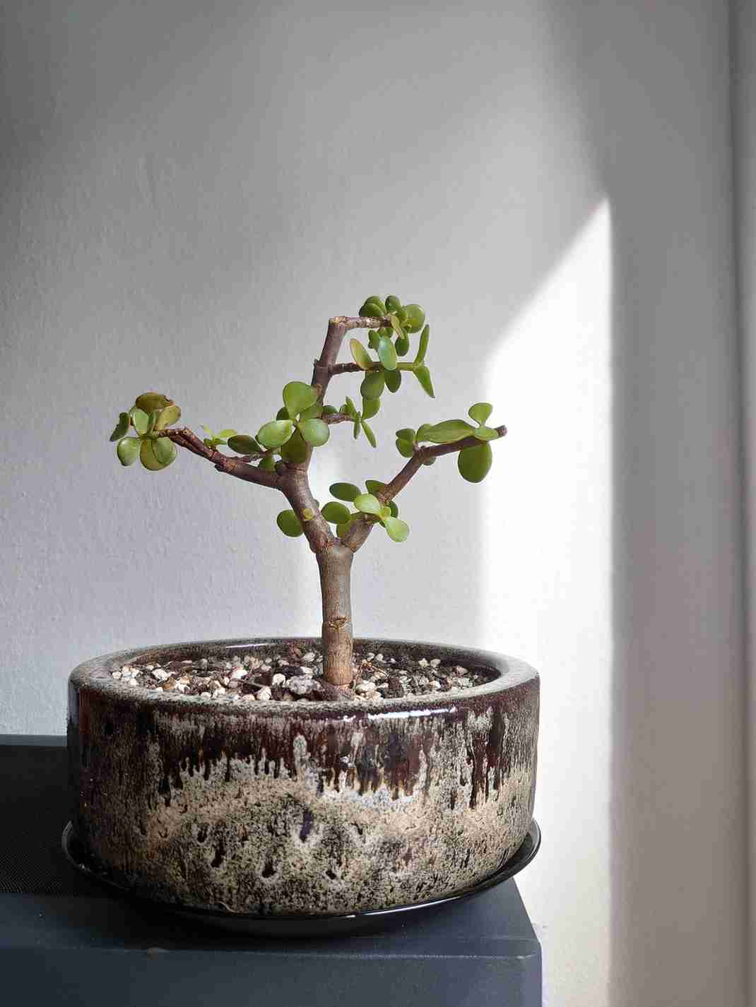 What Bonsai Are Good for Growing Indoors