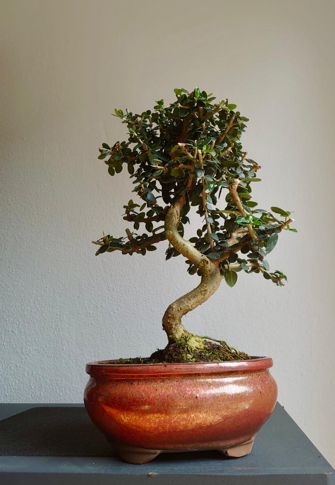 Olive Bonsai Special Birthday tree 2025
