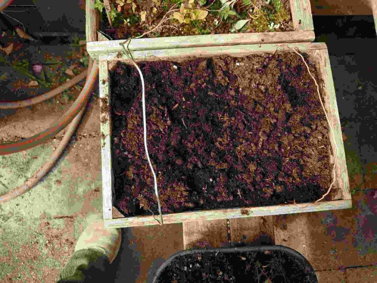 Sowing Japanese Maple and Acorn Seeds for Next Year (3