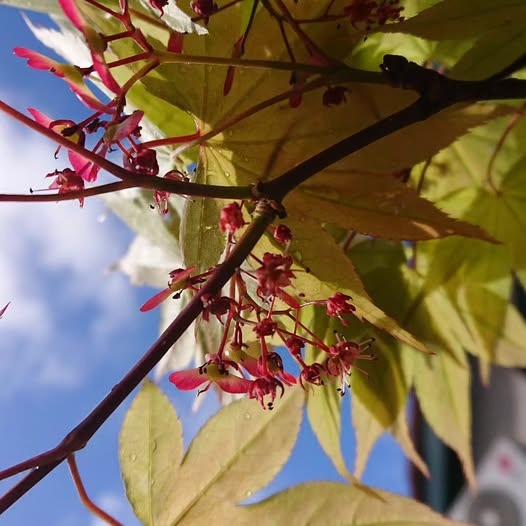 The Mother Acer Palmatum That Produces Seeds
